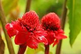 Fleurs 050